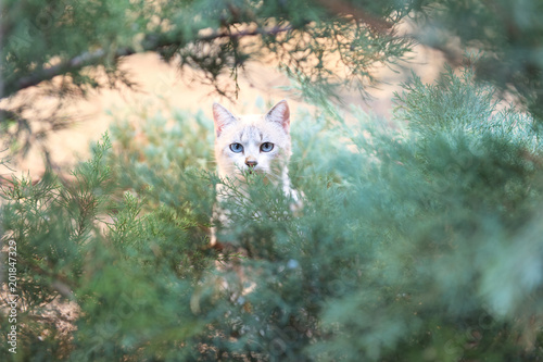 Cat in the bushes photo