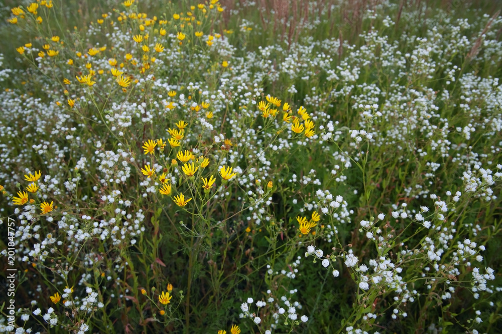 Wildflowers