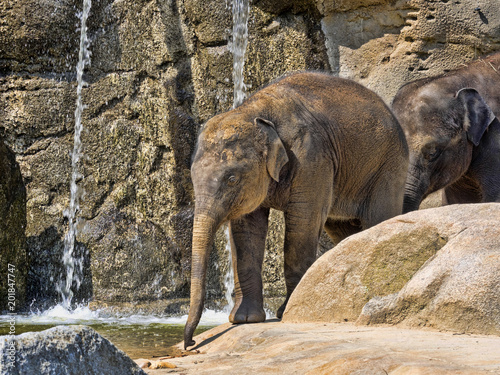 Photography Baby games, Asian Elephant, Elephas maximus