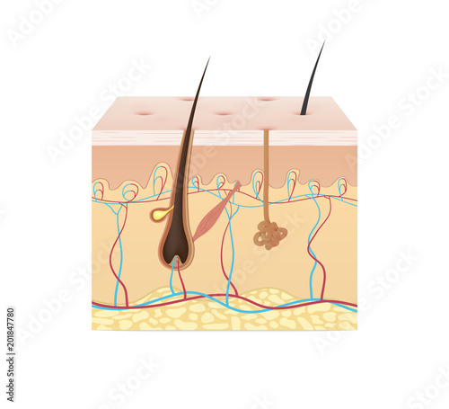 Structure of the skin illustration vector on white background. Beauty concept.