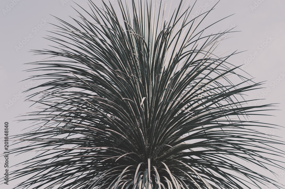 Obraz premium Top of an exotic palm tree. Palm tree leaves. Tropical plant and faded sky