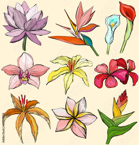 Tropical flowers - Water lily, orchid, clematis, plumeria, frangipani, bird of paradise and hibiscus