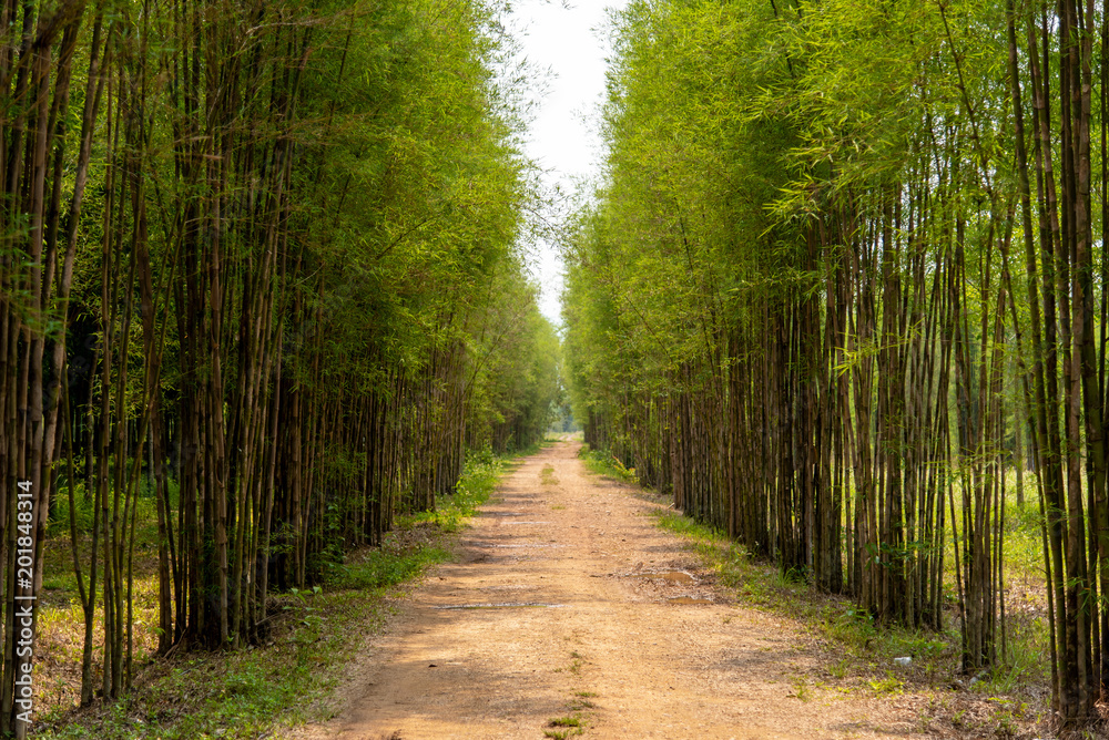 Obraz premium The road with the bamboo along the way