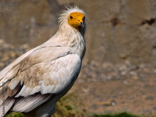 The Egyptian vulture, Neophron percnopterus, is a smaller crayfish bird