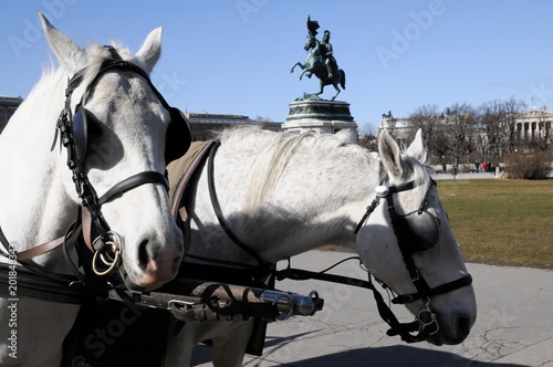Pferde eines Fiakers, Wien, Österreich, Europa ©  Egon Boemsch