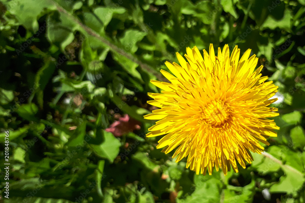 Closeup of a bright yellow blooming Sow Thistle (Sonchus oleraceus) on green grass background. Closeup of a bright yellow blooming Sow Thistle (Sonchus oleraceus) on green grass background.