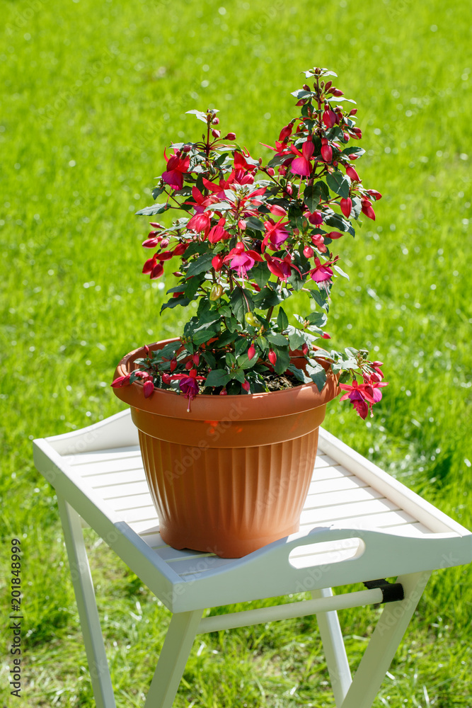 Blooming fuchsia in flowerpot in garden on a summer sunny day