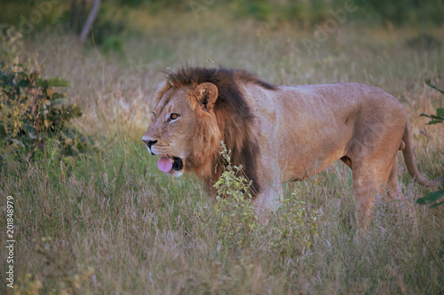Mighty Lion watching the lionesses who are ready for the hunt in Masai Mara  Kenya  Panthera leo  