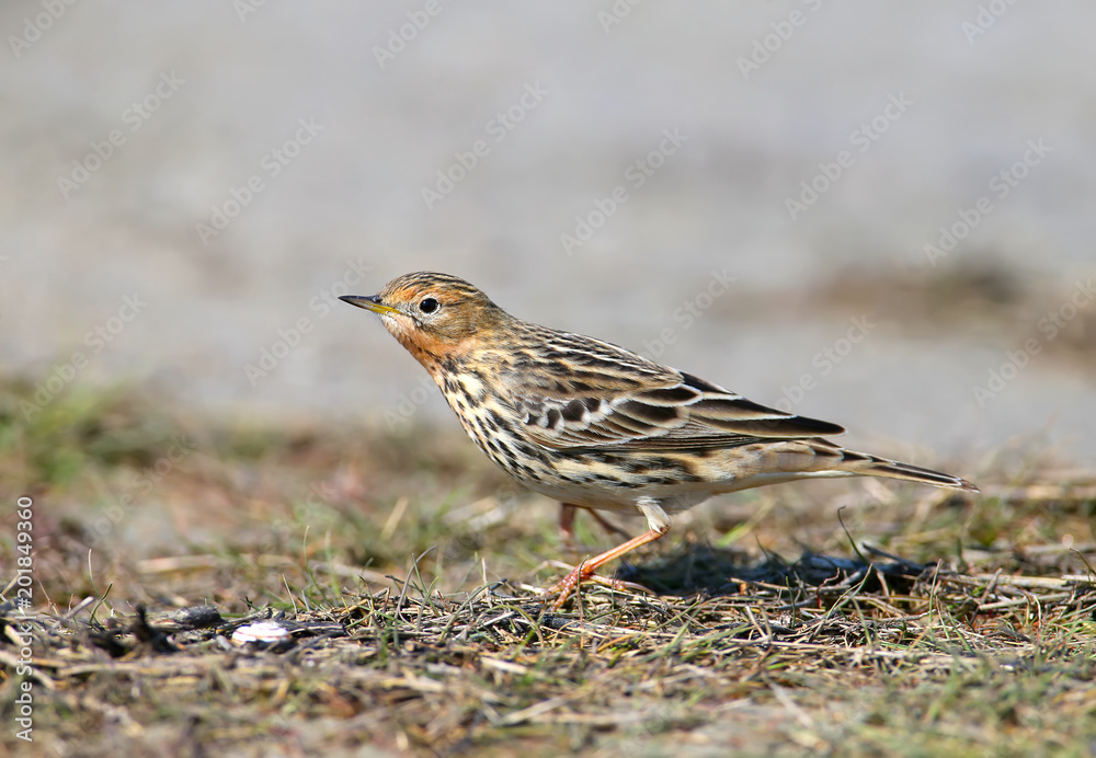 A red-throated pipit (Anthus cervinus) female sits on the ground among the grass and looks at the camera. Close upand detailed photo A red-throated pipit (Anthus cervinus) female sits on the ground among the grass and looks at the camera. Close upand detailed photo