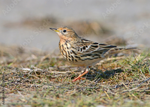 A  red-throated pipit  Anthus cervinus  female sits on the ground among the grass and looks at the camera. Close upand detailed photo