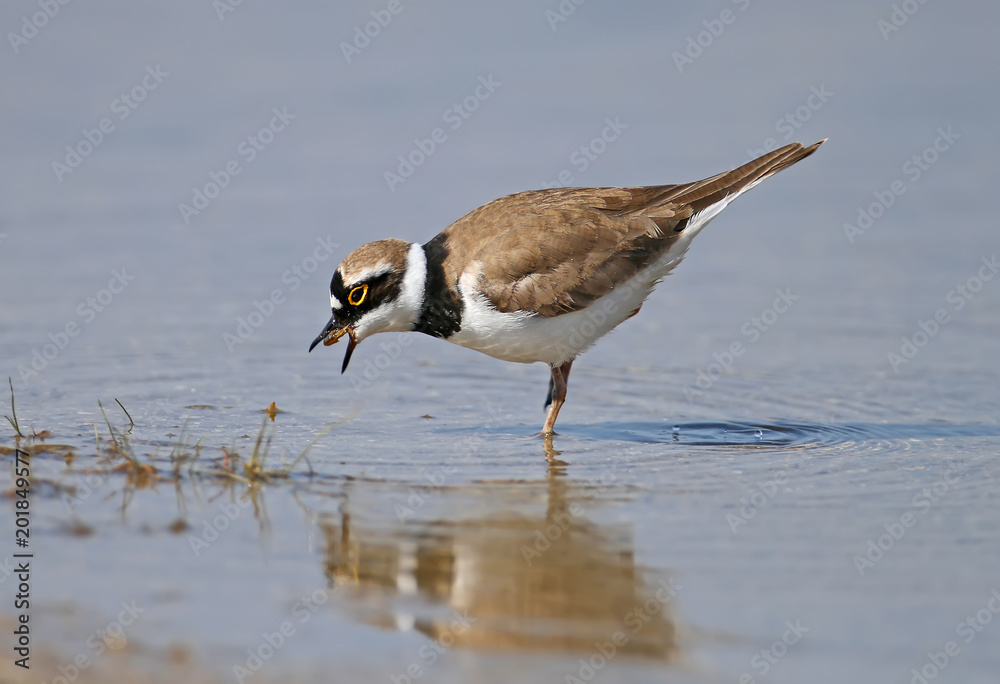A little ringed plover keeps a beak and eats a small shrimp in a blue water A little ringed plover keeps a beak and eats a small shrimp in a blue water