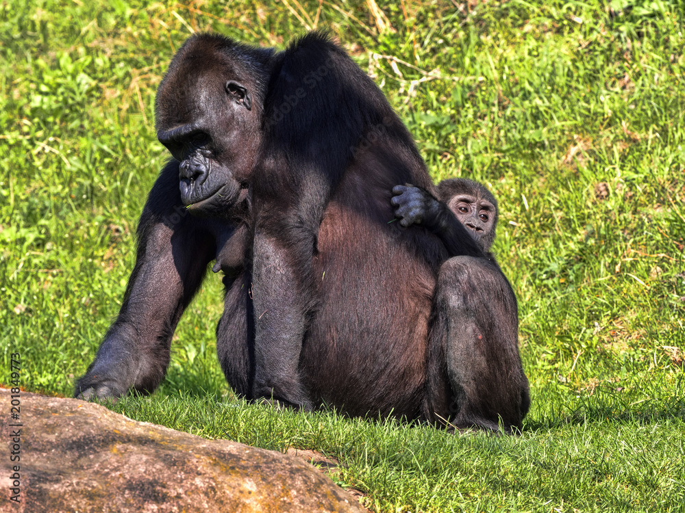 The Western Lowland Gorilla, Gorilla g. gorila, wears a cub on her back