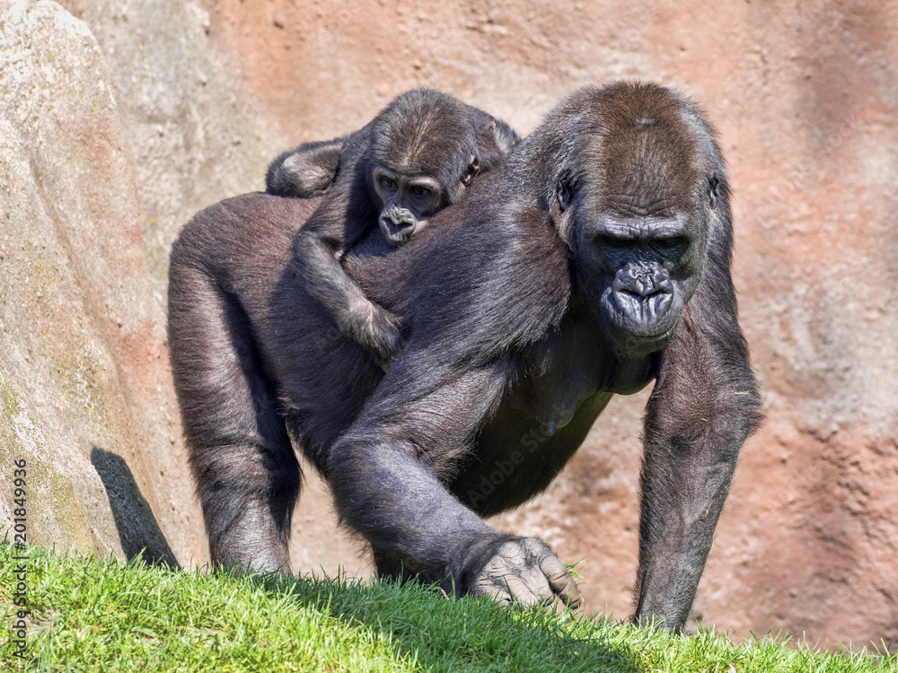 The Western Lowland Gorilla, Gorilla g. gorila, wears a cub on her back