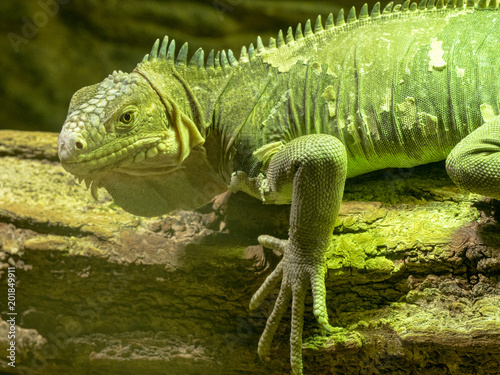 Lesser Antillean Iguana, Iguana delicatissima is on the farm to eat