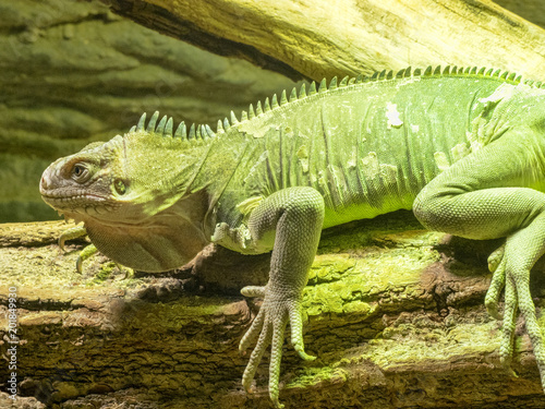 Lesser Antillean Iguana, Iguana delicatissima is on the farm to eat