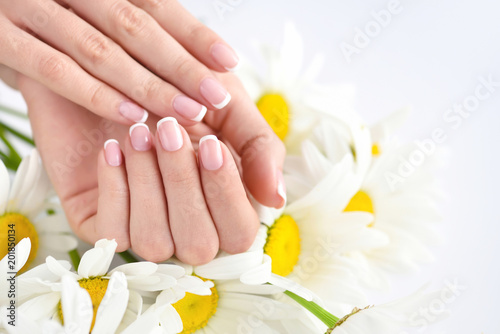 Beautiful woman french manicured hands with fresh daisy flowers