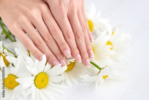 Hands of a woman with beautiful french manicure and white daisy flowers