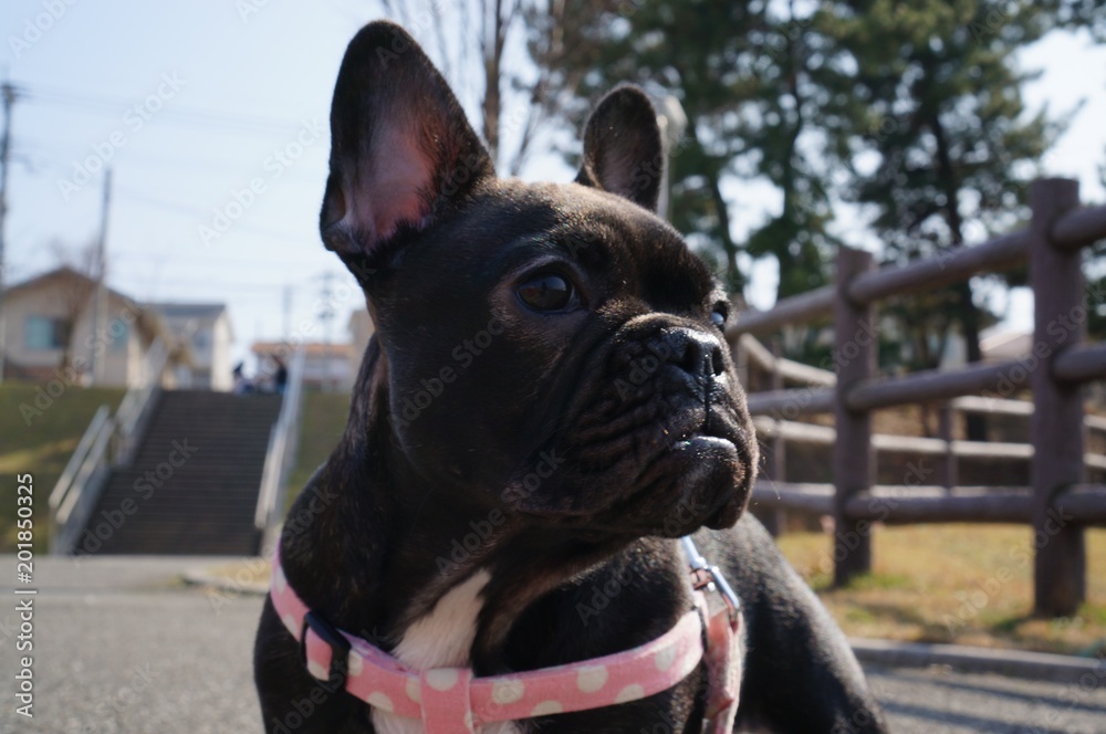 Fototapeta premium フレンチブルドッグ