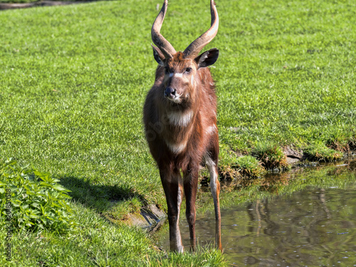 Obraz na płótnie Lying young male West African Sitatunga, Tragelaphus spekei gratus w salonie