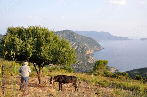 Fototapeta Naklejka Na Ścianę i Meble -  A donkey with its master in Greece in Alonissos island