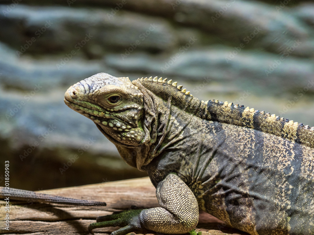 Cuban Ground Iguana, Cyclura n.nubila, lives only in Cuba Cuban Ground Iguana, Cyclura n.nubila, lives only in Cuba