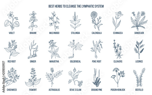 Best medicinal herbs to cleance the limphatic system photo