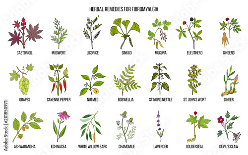 Best medicinal herbs for fibromyalgia