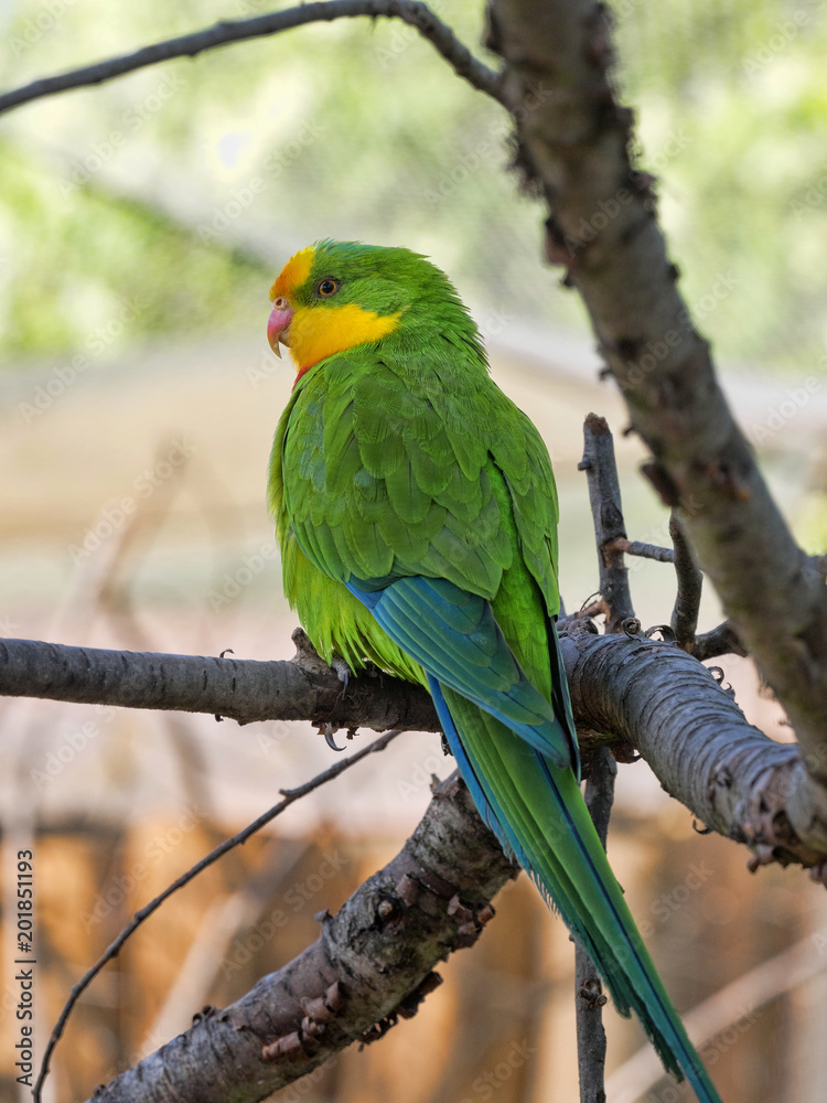 Fototapeta premium Superb parrot, Polytelis swainsonii, is a beautifully colored parrot