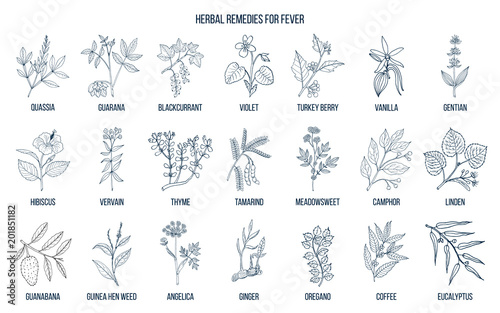 Best medicinal herbs for fever