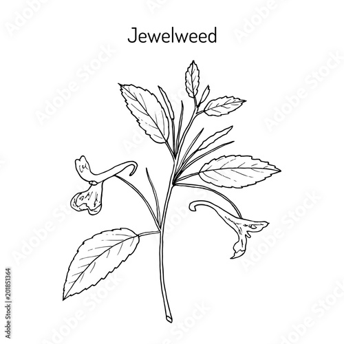 Jewelweed Impatiens capensis , or spotted touch-me-not, or orange balsam, medicinal plant