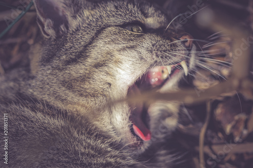 Chat Sur Le Point De Mordre Gueule Ouverte Stock Photo Adobe Stock