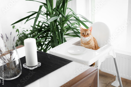 A red-haired cute cat is sitting at a white table on a white chair in front of a crock and waiting for a meal