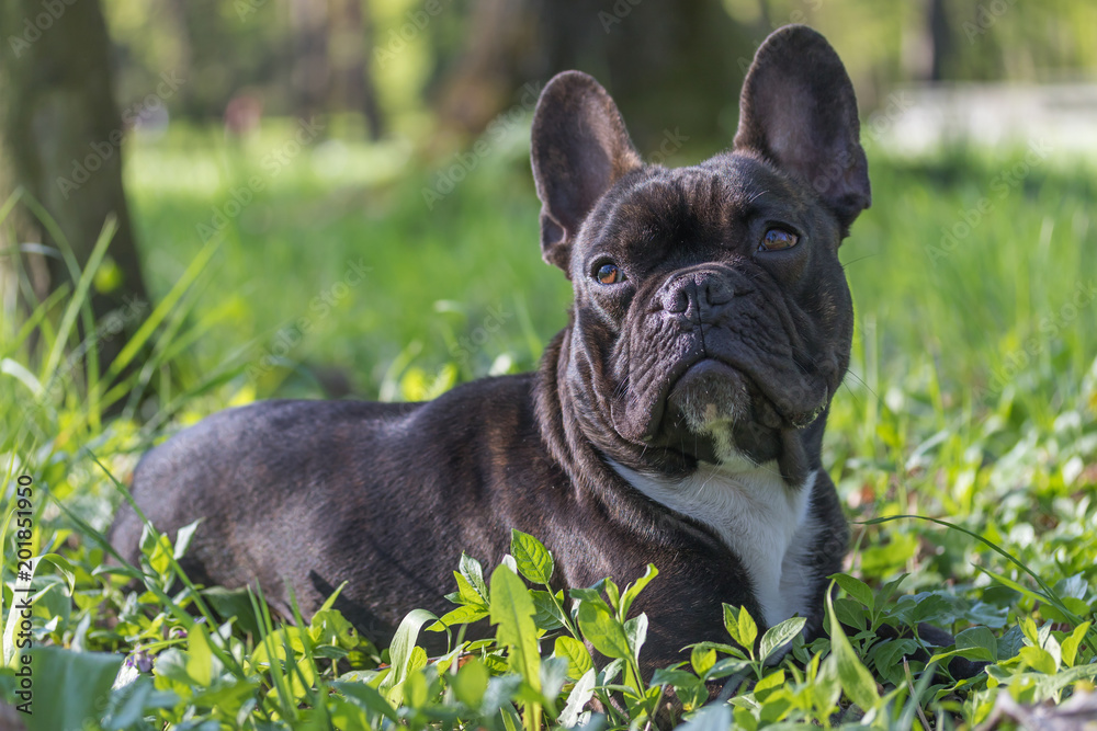 Portrait of the French Bulldog with closed mouth outdoors
