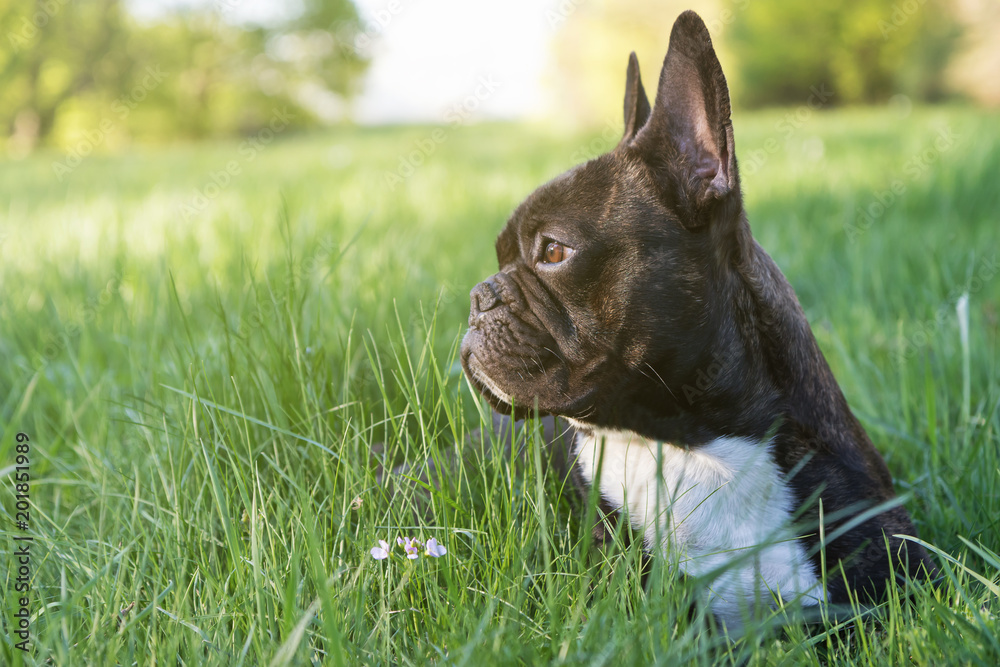 Side view of the head of the French Bulldog in the park