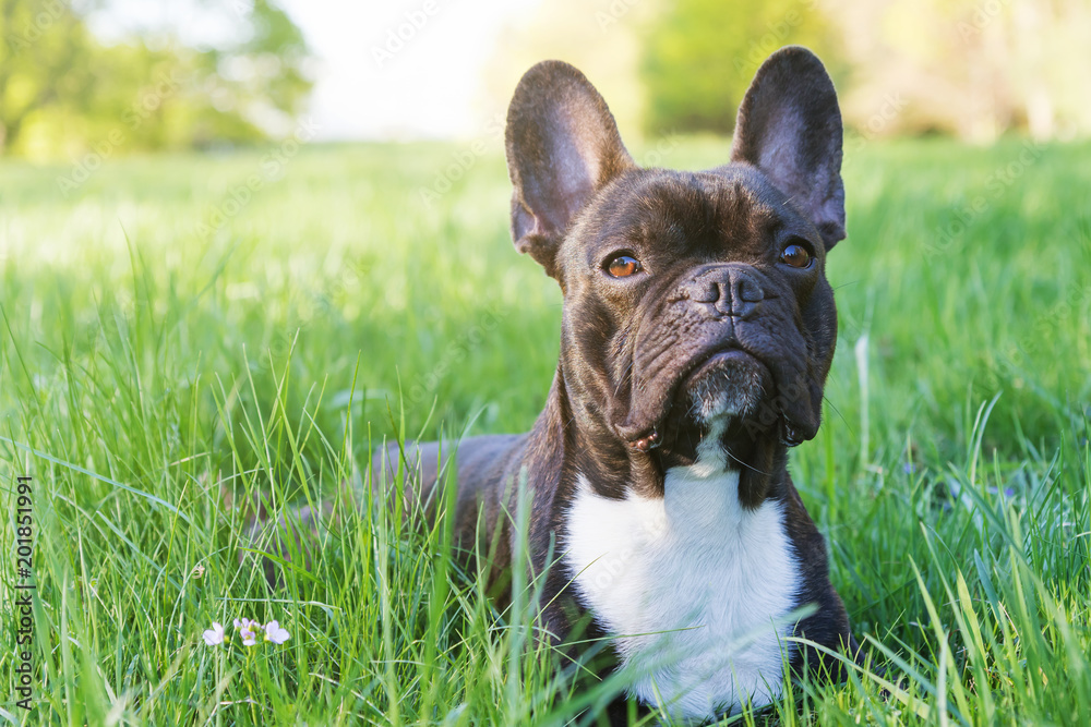 Front  view of the head of the French Bulldog outdoors