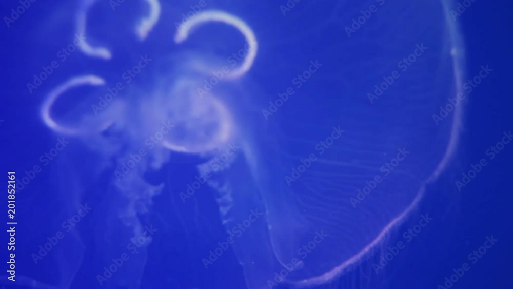 Jellyfish on blue background closeup Jellyfish on blue background closeup