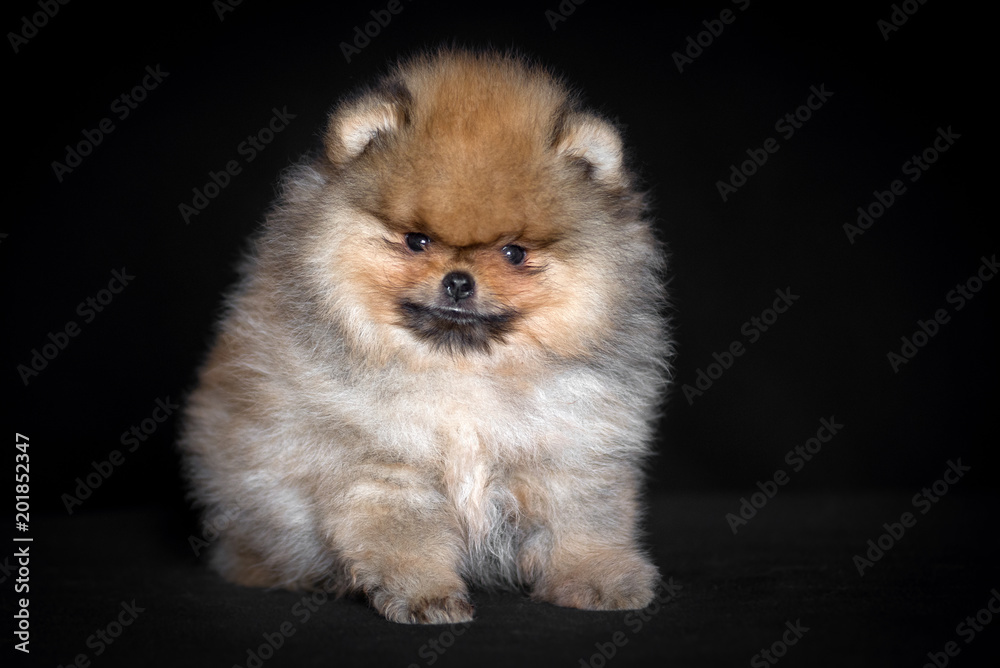 puppy of breed a Pomeranian puppy of breed a Pomeranian