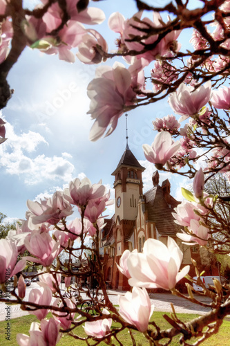 Photography Berlin Nikolassee im Frühling Magnolien Blüten