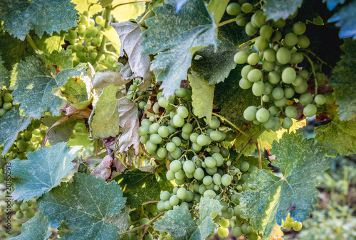 vineyard in Napareuli city in Georgia photo