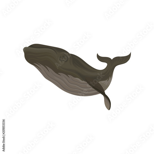 Whale marine mammal, inhabitant of sea and ocean vector Illustration on a white background