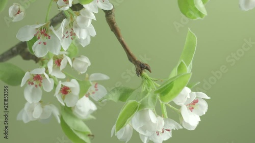 Pear tree flowers blooming closeup. Gardening concept. Blossoming pear tree. Time lapse. 4K UHD video 3840X2160