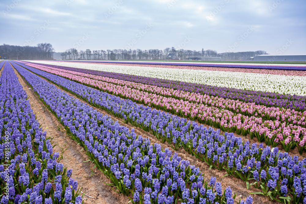 hyacinths from Amsterdam hyacinths from Amsterdam