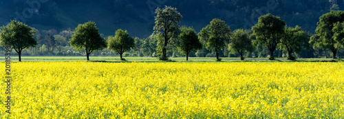 panorama view of yellow rapeseed fields and blossoming fruit orchard trees in spring