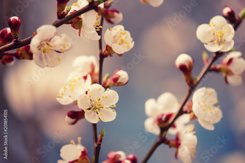 Blossoming of the apricot tree in spring time with white beautiful flowers. Macro image with copy space. Natural seasonal background.