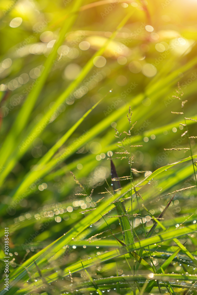 Green grass background, Abstract natural backgrounds grass. Green grass background, Abstract natural backgrounds grass.