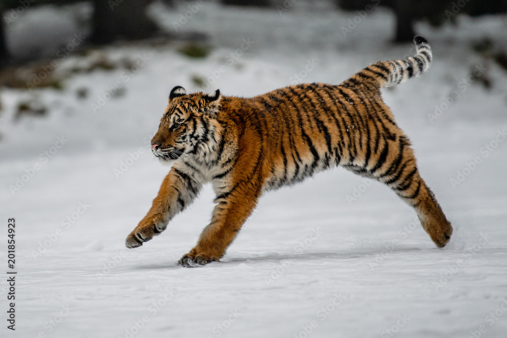 Obraz premium Siberian Tiger in the snow (Panthera tigris) 