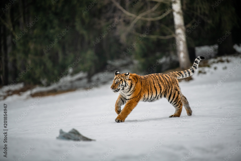 Fototapeta premium Tygrys syberyjski w śniegu (Panthera tigris)