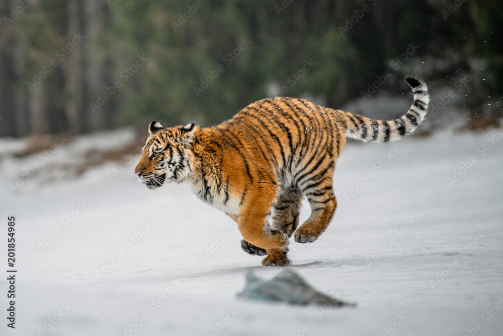 Obraz premium Siberian Tiger in the snow (Panthera tigris) 
