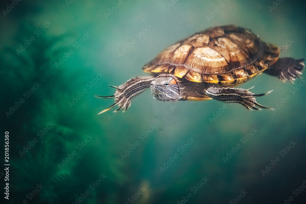 Obraz premium Red Eared Terrapin - Trachemys scripta elegans in the aquarium