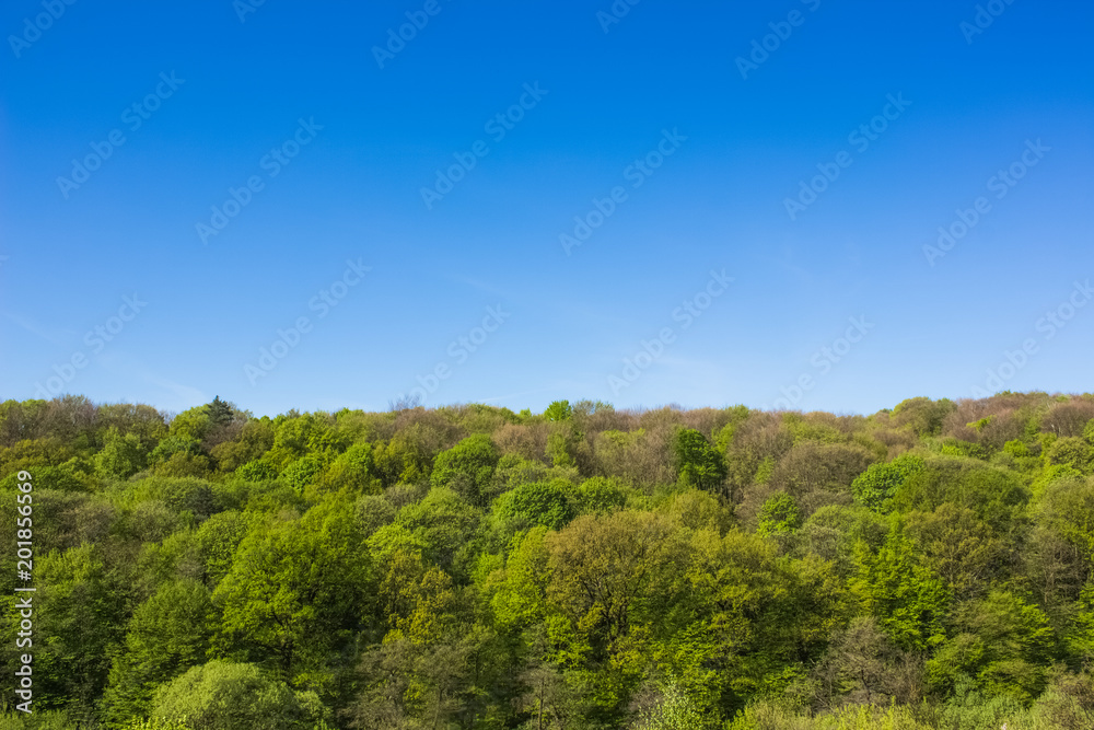 top of trees and blue sky with empty space for copy or text